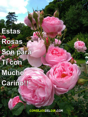 noche rosas
