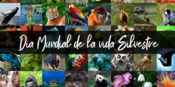 dia mundial de la vida silvestre